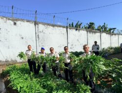 Manfaatkan Lahan Brandgang, Lapas Narkotika Sungguminasa Panen Kangkung Hasil Pembinaan Warga Binaan