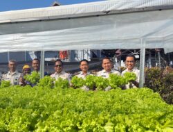 Panen 25 Kilogram Pakcoy Hidroponik, Lapas Narkotika Sungguminasa Bekali WBP Ilmu Pertanian Modern