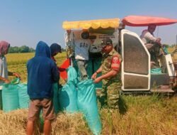 Dukung Swasembada Pangan, Babinsa Koramil Bonto Nompo Dampingi Panen Padi Poktan Tamallaeng