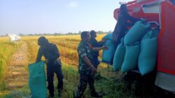 Panen Raya, Babinsa Kodim 1409/Gowa Kawal Panen Padi 5 Hektar di Barembeng : Hasilkan 30 Ton GKP