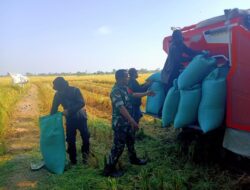 Panen Raya, Babinsa Kodim 1409/Gowa Kawal Panen Padi 5 Hektar di Barembeng : Hasilkan 30 Ton GKP