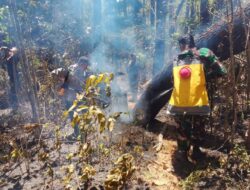 Babinsa Bersama Warga Selamatkan Lahan Pinus dan Kopi dari Amukan Si Jago Merah