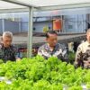Panen Selada Hidroponik, Lapas Narkotika Sungguminasa Konsisten Dukung Ketahanan Pangan